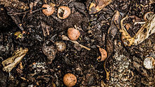 Small brownish-orange fungi in garden compost soil and decay