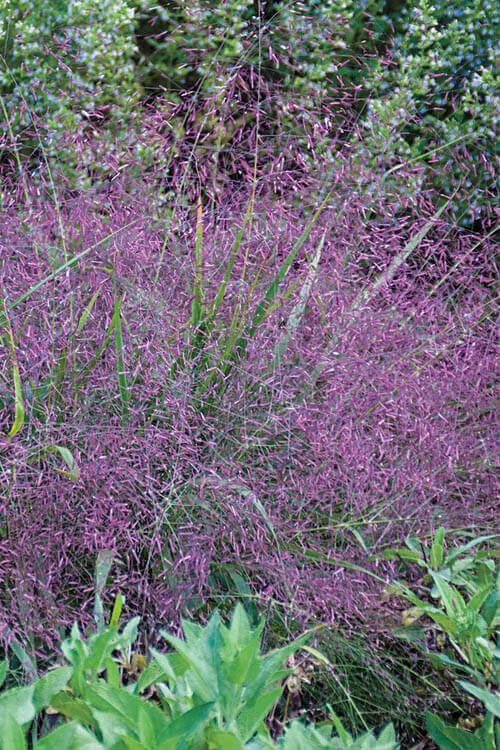 Vibrant native purple grass with green stems and feathery plumes in garden