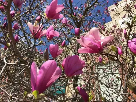 Ann Magnolia pink flowers in full bloom on bare branches under blue sky
