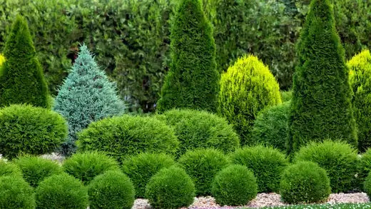 Lush trimmed coniferous shrubs in landscaping garden