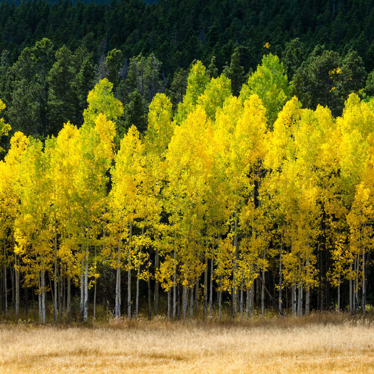 Vibrant yellow aspen trees with white trunks against pines, ideal for local nursery.
