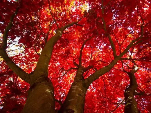 Vibrant red maple trees with textured bark in fall foliage.