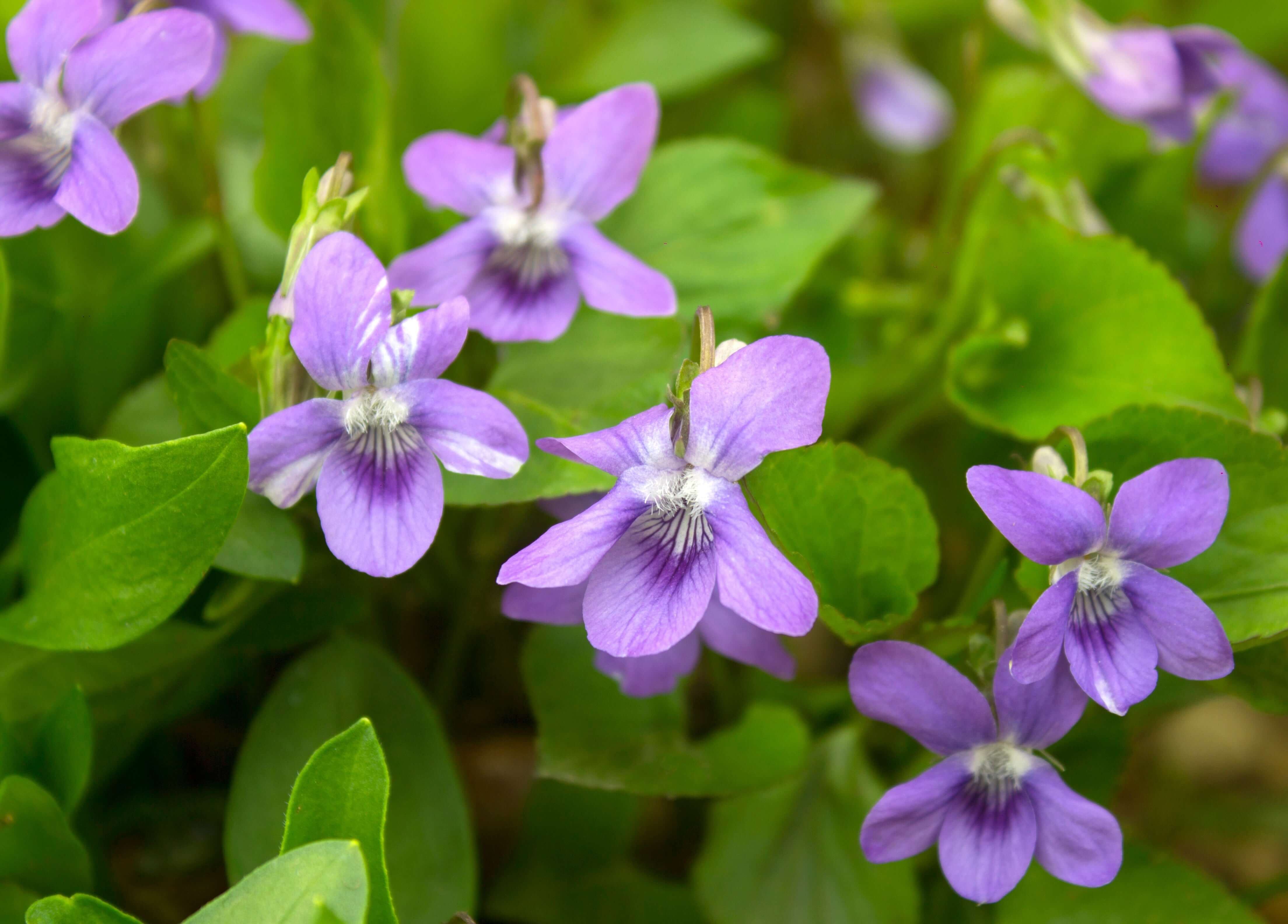 Purple violets with white centers blooming in early spring perennials garden