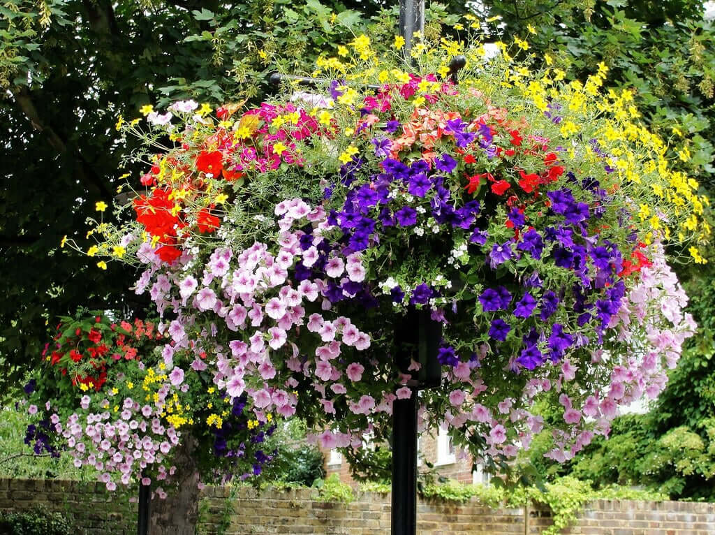 Vibrant hanging basket overflowing with colorful petunias in purple, pink, red, yellow, white