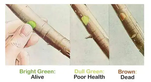 Bright green sticker on tree branch shows plant is alive in scratch test