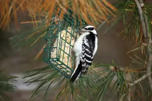 Black-and-white woodpecker on green wire suet feeder in pine branches