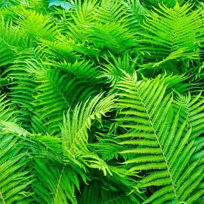 Vibrant green fern fronds in shade garden with feathery textures