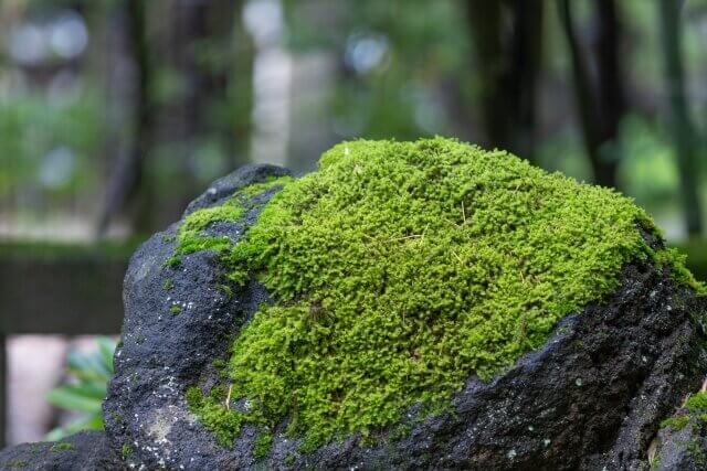 Dark textured rock covered in vibrant green moss from TN Nursery