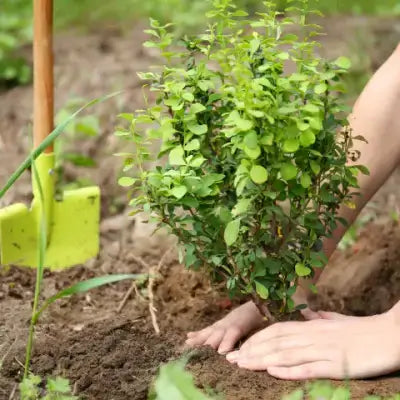Young green shrub with rounded leaves planted in soil for bare-root instructions