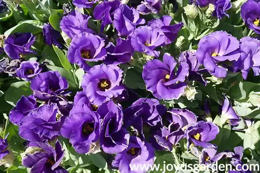 Vibrant purple delphinium perennial flowers with ruffled petals and yellow centers