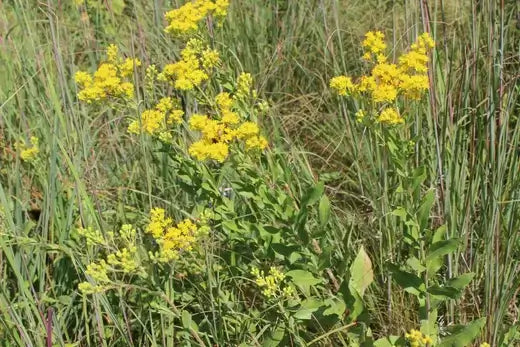 Ragweed clusters of bright yellow flowers on slender green stems in tall grass