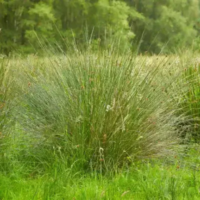 Green bulrush bush with lush feathery green and silver grass swaying in sunlit meadow