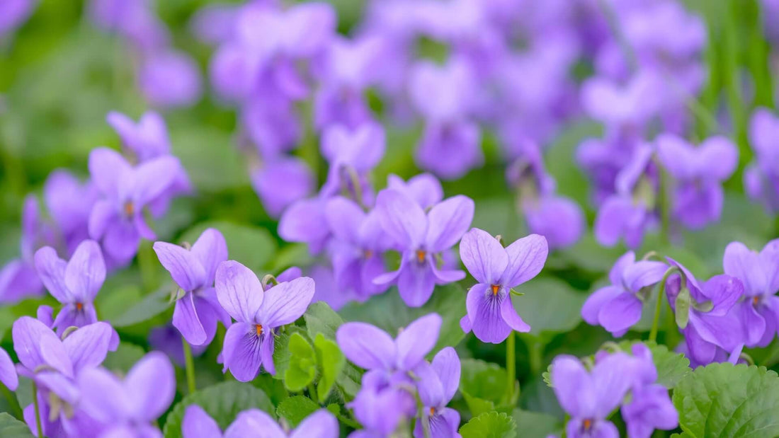 Sweet violet field with delicate purple petals and vibrant green leaves