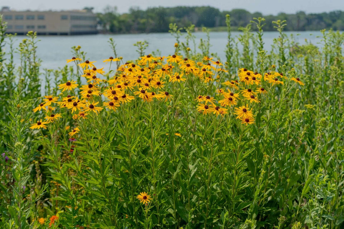Vibrant yellow coneflower black-eyed susans bloom by tranquil lakeside
