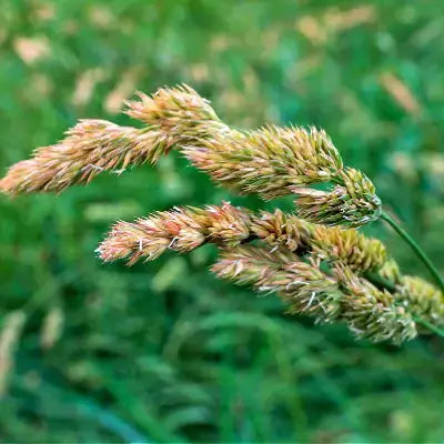 Golden-brown Orchard Grass seed heads with wispy texture on green background