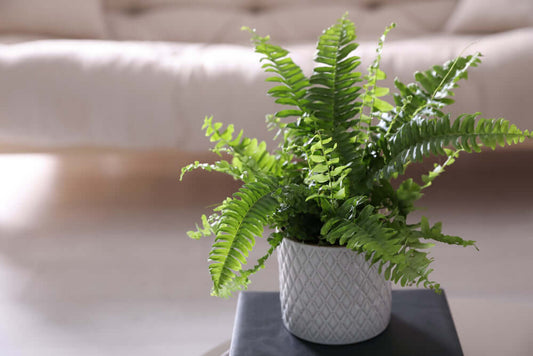 Lush green fern in textured white ceramic pot for indoor use