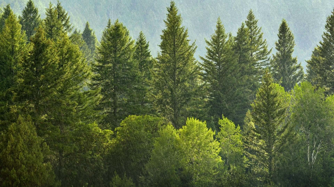 Dense green coniferous pine trees with misty mountain backdrop