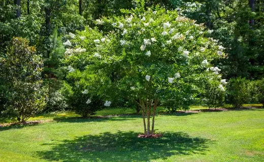 Natchez crepe myrtle tree with lush green leaves and white blossoms