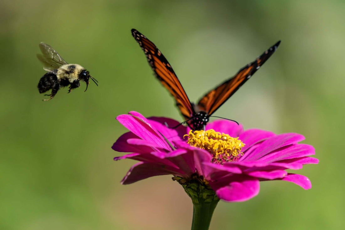 Vibrant pink zinnia with yellow center offers perennial planting benefits