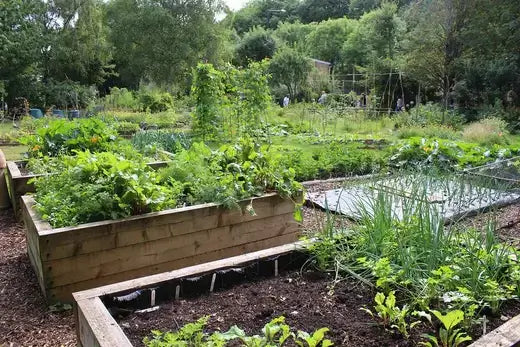 Wooden raised garden beds with lush green plants for beginners