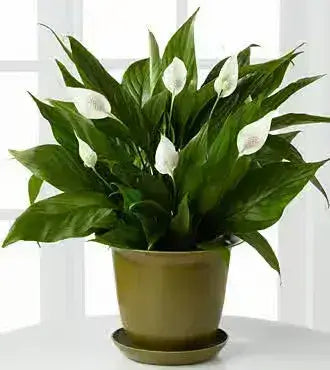 Lush peace lily in olive-green pot, top office plant for 2025