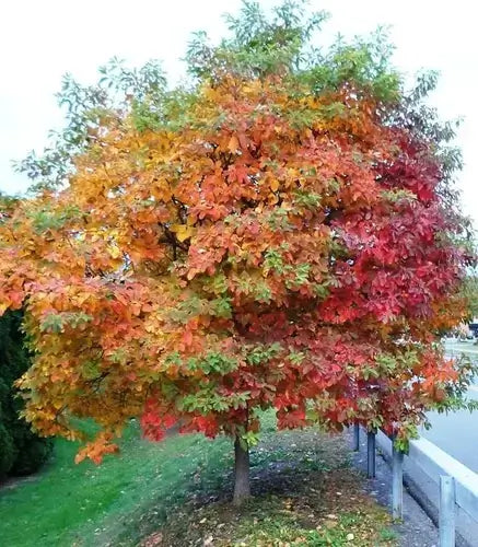Vibrant autumn tree with orange-red leaves for yard landscaping