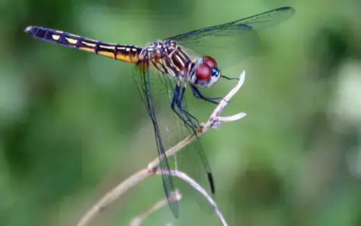 Vibrant red-eyed dragonfly with yellow black stripes perches on twig
