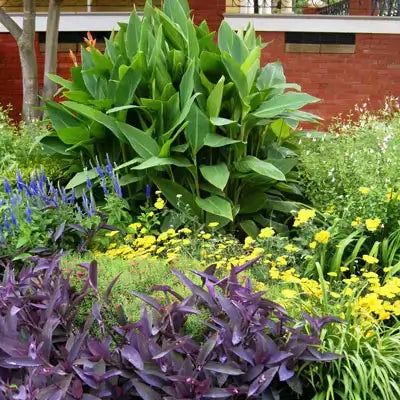 Vibrant purple and yellow perennial flowers in lush garden bed