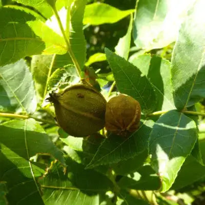 Hickory tree branch with two greenish-brown walnuts among green leaves