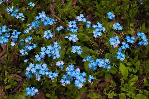 Delicate blue forget-me-nots with white centers from TN Nursery wholesale