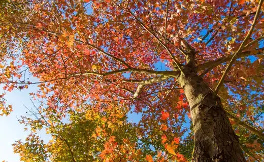 Tall tree with thick trunk, vibrant red orange yellow autumn leaves