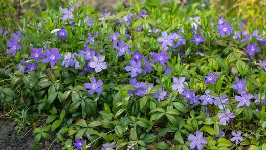 Vibrant purple creeping myrtle periwinkle flowers in lush green foliage