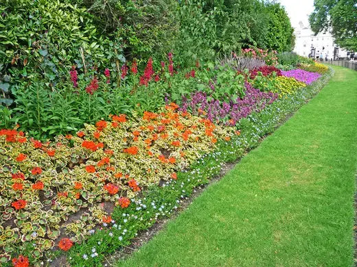 Vibrant flower bed with colorful red orange yellow purple pink blossoms in garden