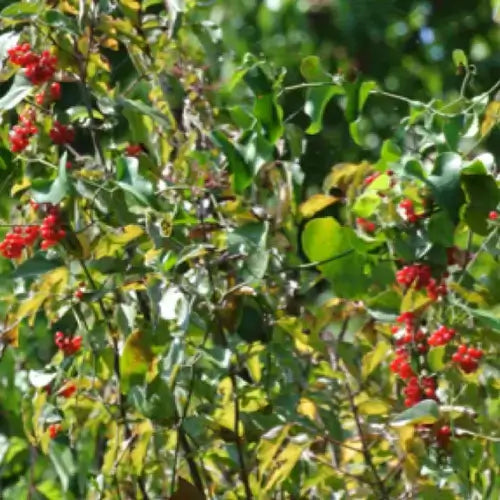 Carolina snailseed bush with clusters of bright red berries and yellowing leaves