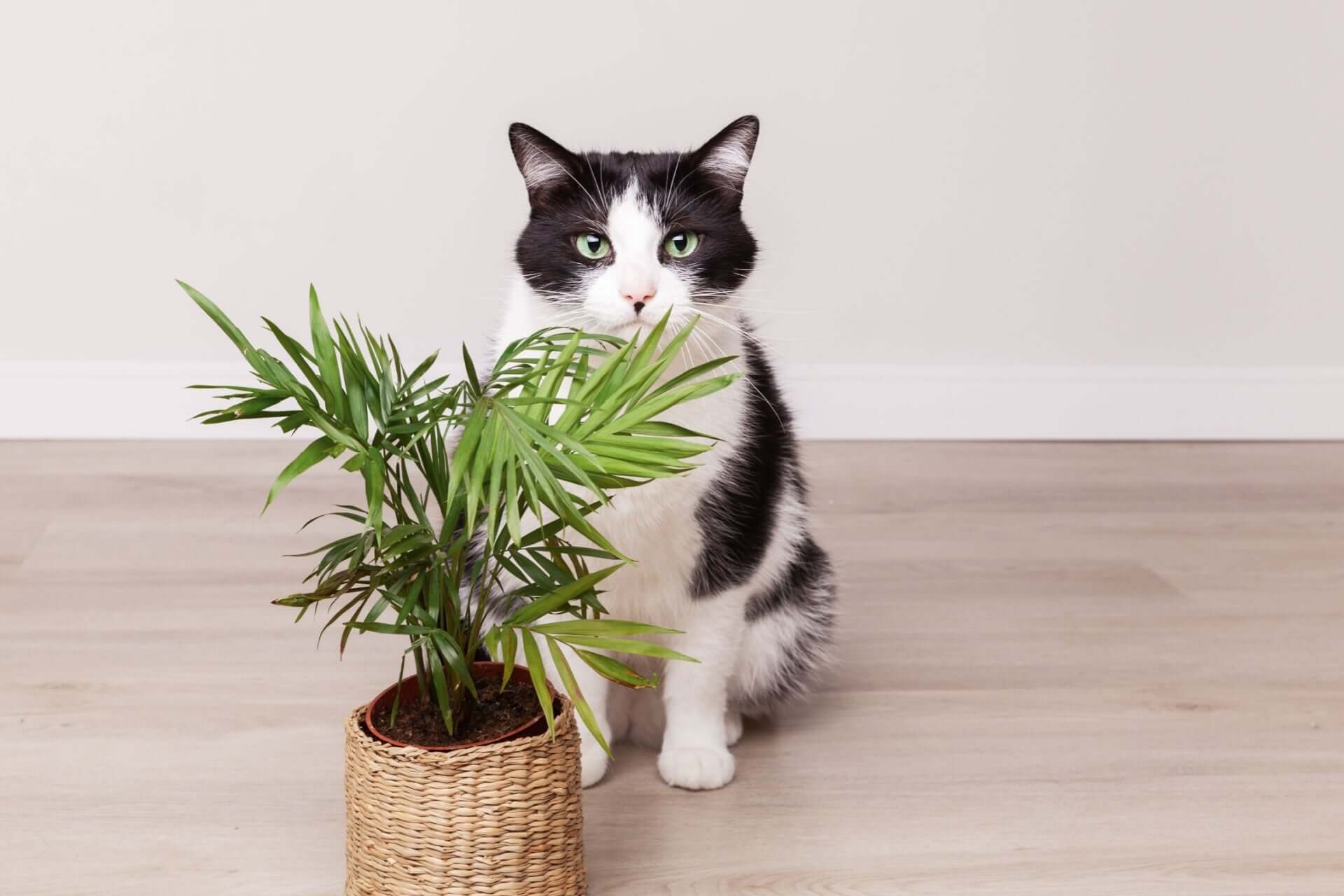 Black and white cat with green eyes beside cat-safe potted palm