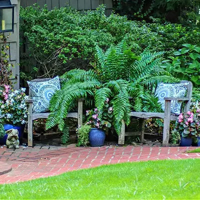 Weathered wooden bench with blue white pillows amid lush ferns