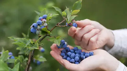 Hand holding ripe deep blue blueberries with green hints in berry plants article