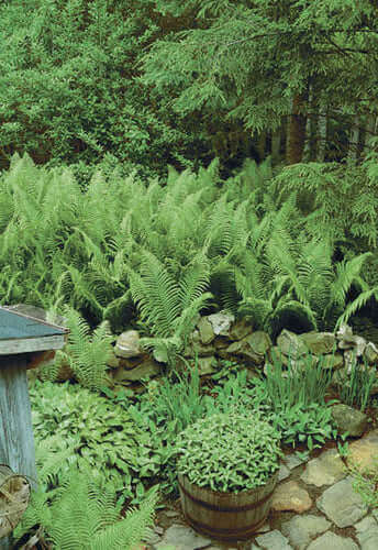 Lush native ferns flourish in regional garden with stone borders.