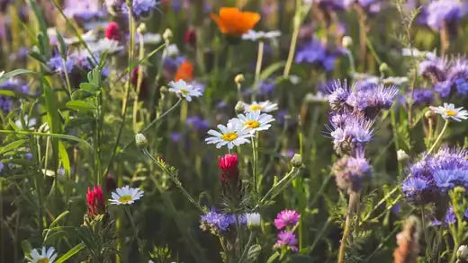 Vibrant native wildflower meadow with purple, white, orange, red blossoms