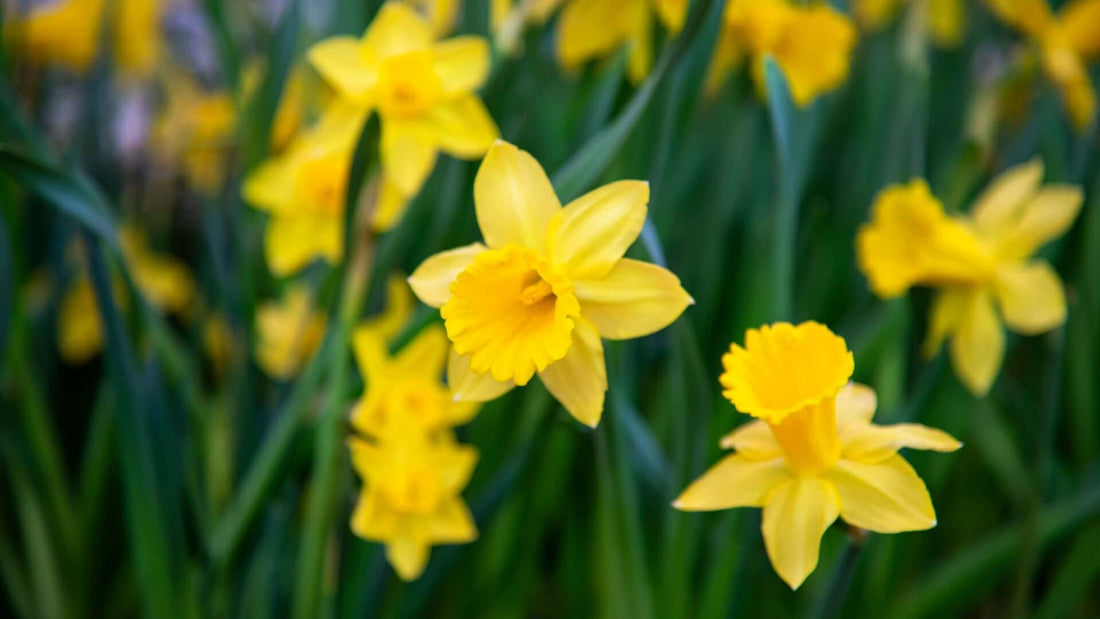 Bright yellow daffodils with trumpet petals blooming in vibrant field
