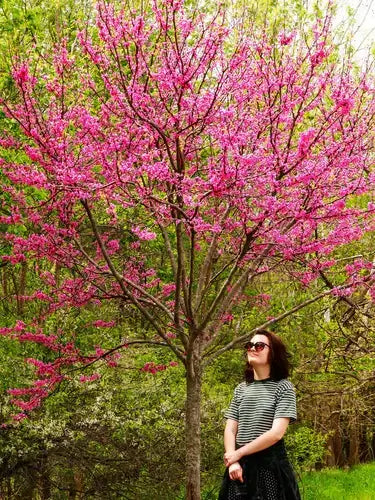 Woman under vibrant pink flowering mature tree in striped top and sunglasses