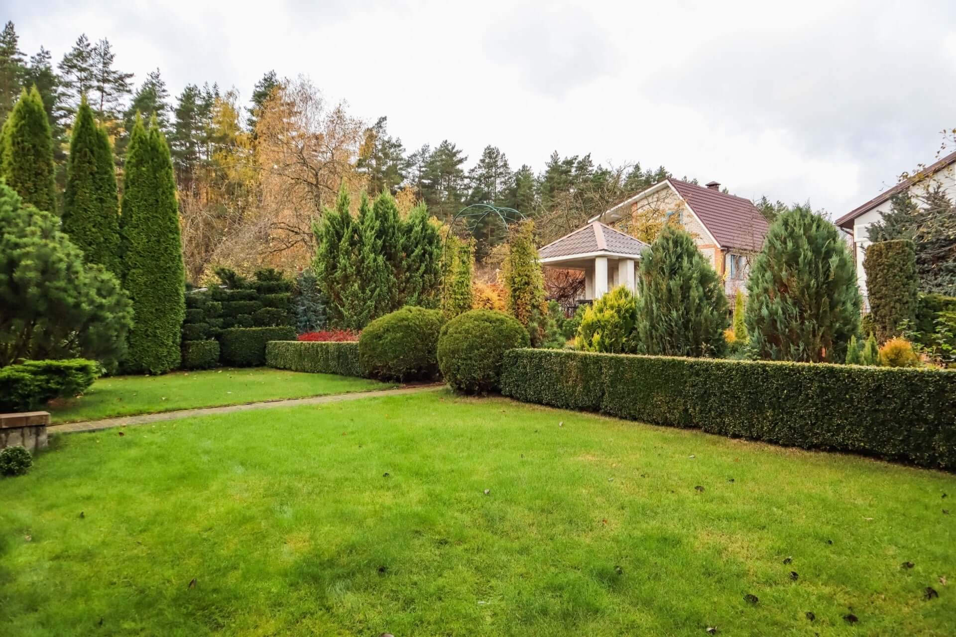 Lush green lawn bordered by boxwood shrubs and tall evergreens