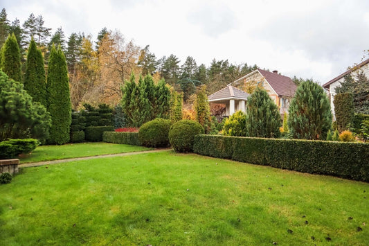 Lush green lawn bordered by boxwood shrubs and tall evergreens