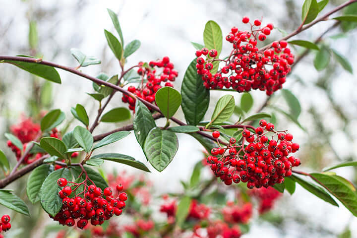 Native red berry clusters attract birds, with glossy green leaves.