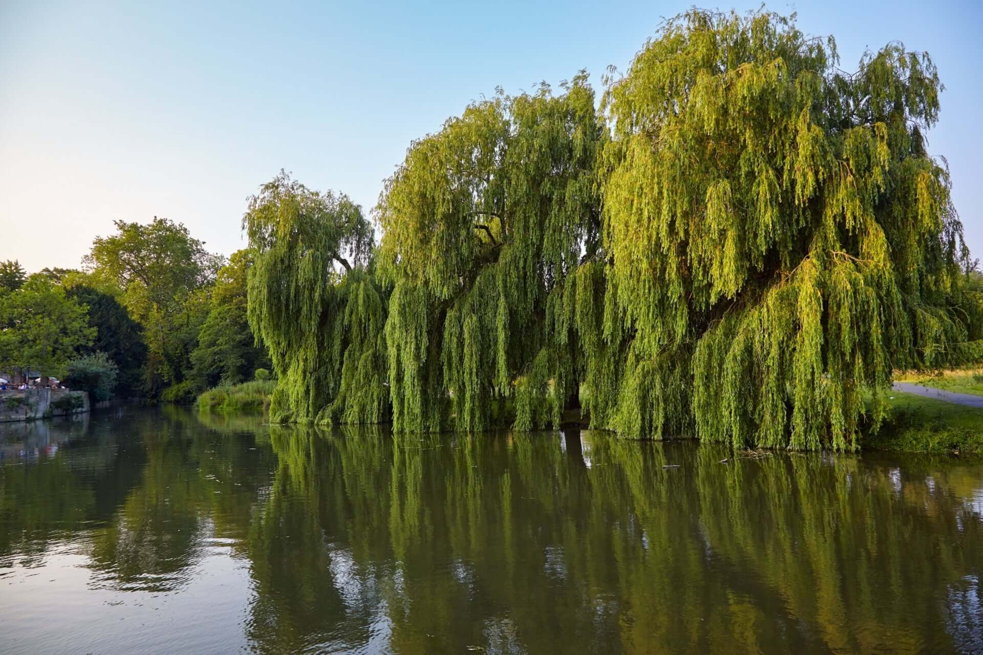 Graceful weeping willow trees with lush green cascading branches reflecting in calm park water