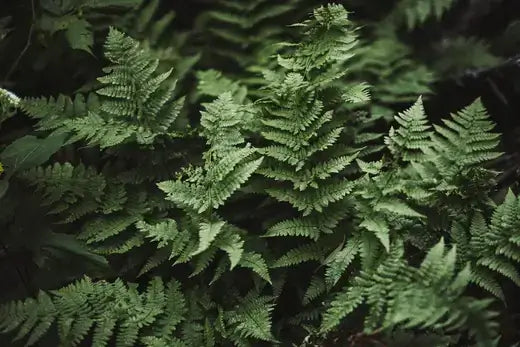 Lush bracken fern fronds with delicate layered green leaves