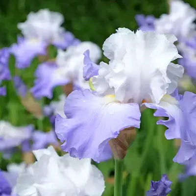 Delicate white and lavender bearded iris with ruffled petals