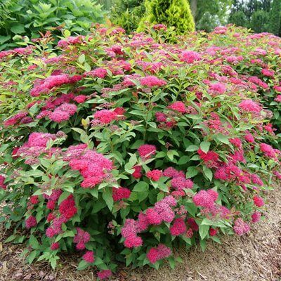 Vibrant pink flowering shrub with dense blossoms for landscaping