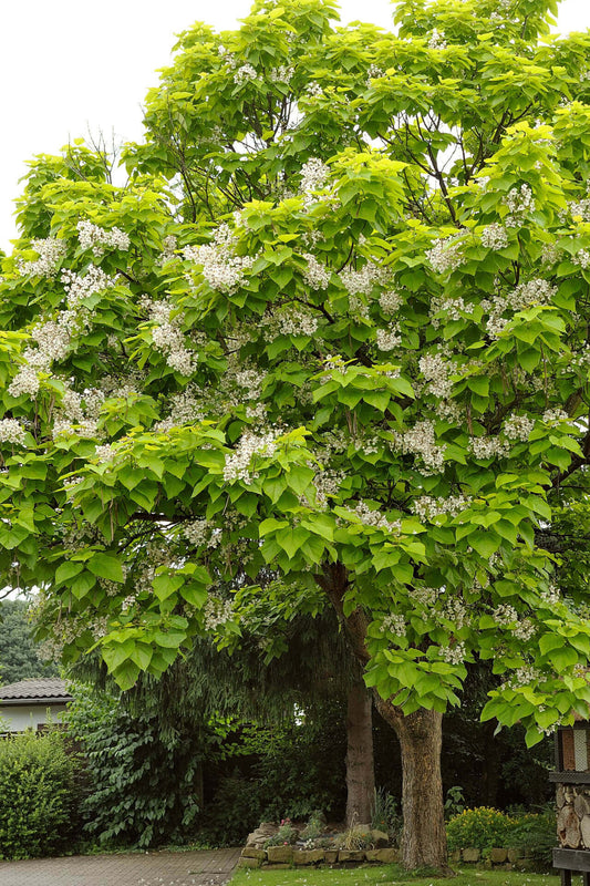 Lush full-bodied tree with green leaves and white blossoms at tree nursery