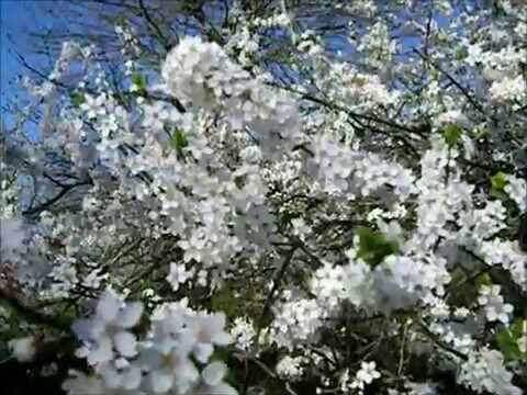 Cherry blossoms exemplifying biodiversity on slender branches against blue sky